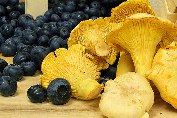 Pfifferlinge-und-Heidelbeeren.jpg  